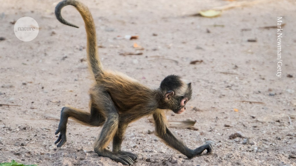 Featured image for The Evolutionary Mystery of Human Tail Loss Unraveled