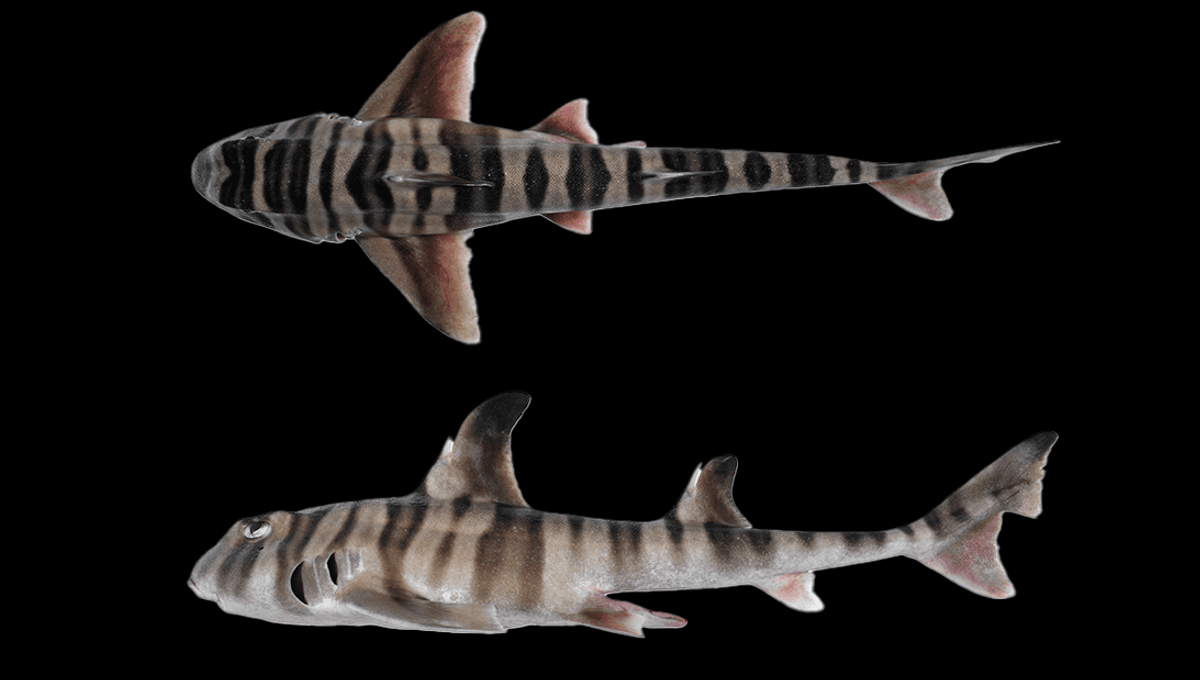 "Australian Scientists Uncover Shark Species with Surprisingly Human-Like Teeth"