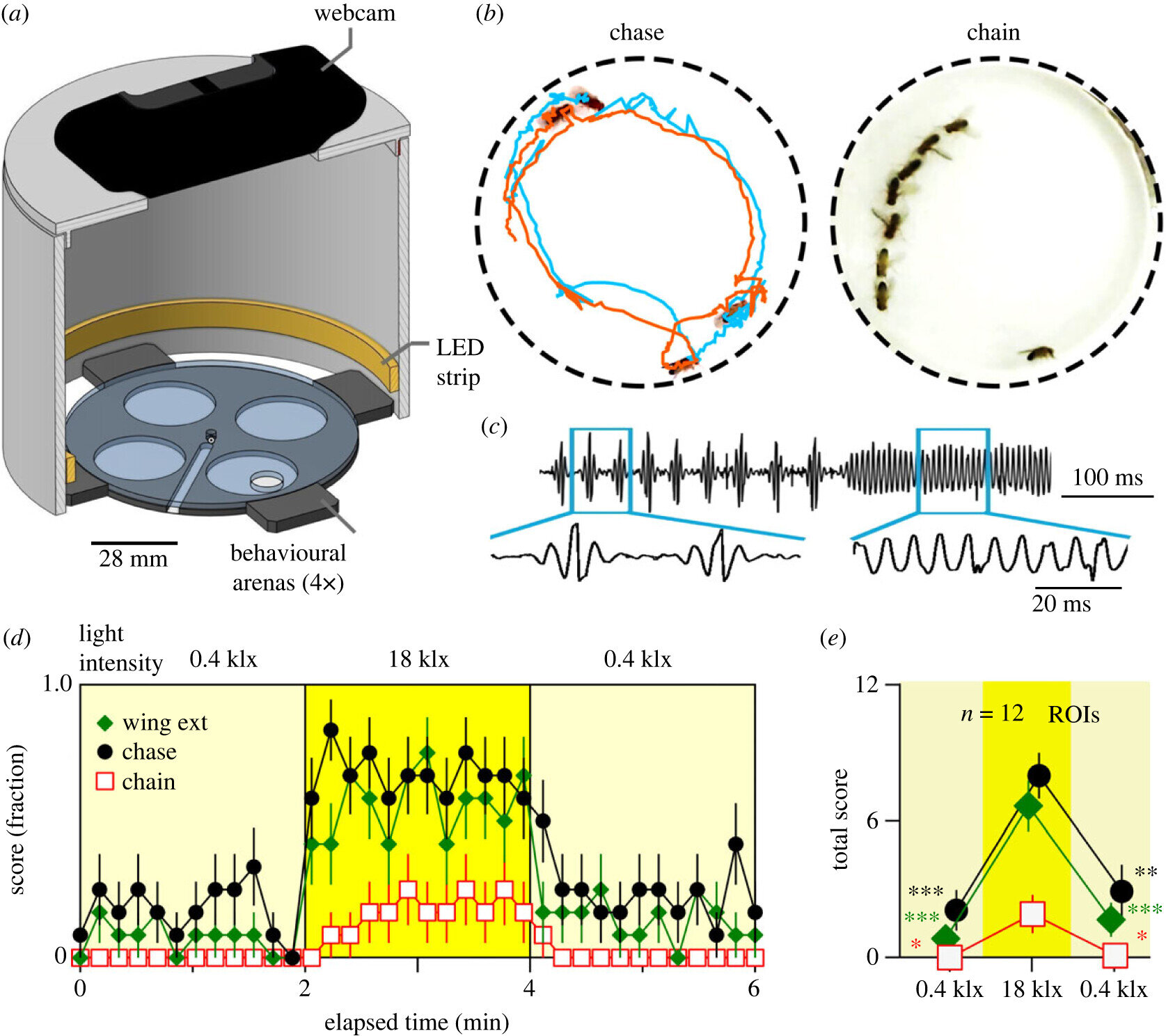 "Unveiling the Unusual Reactions of Male Fruit Flies in Bright Light"