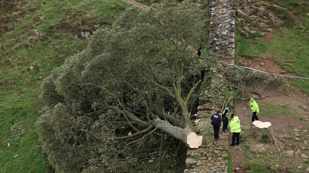 Featured image for "Further Arrests Made in Famous Tree Felling Investigation"