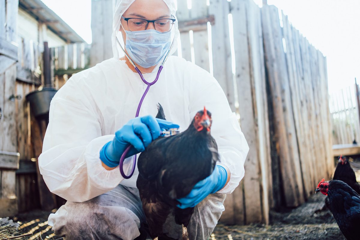 Featured image for Scientists warn bird flu could trigger a human pandemic by 2026