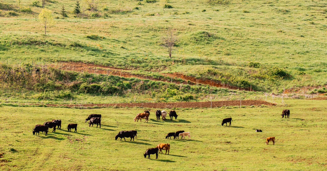 Featured image for Record Beef Prices Driven by Supply and Demand Factors