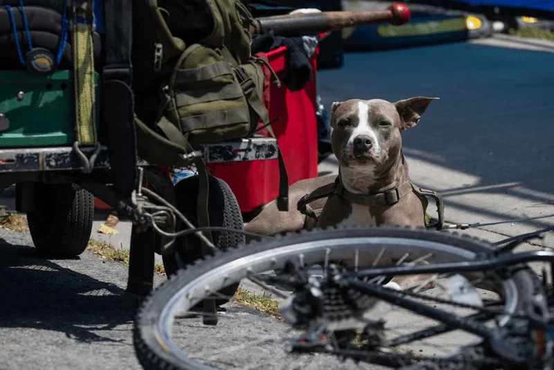 Berkeley leptospirosis outbreak prompts pet, public-health precautions
