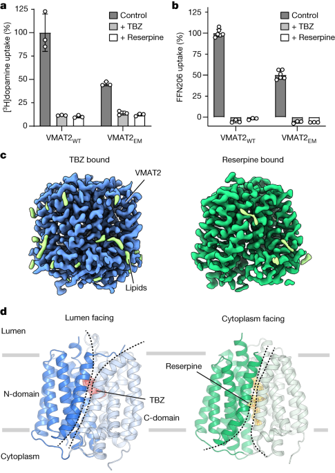 Unraveling the Molecular Pathways of Neuronal Health and Drug Inhibition