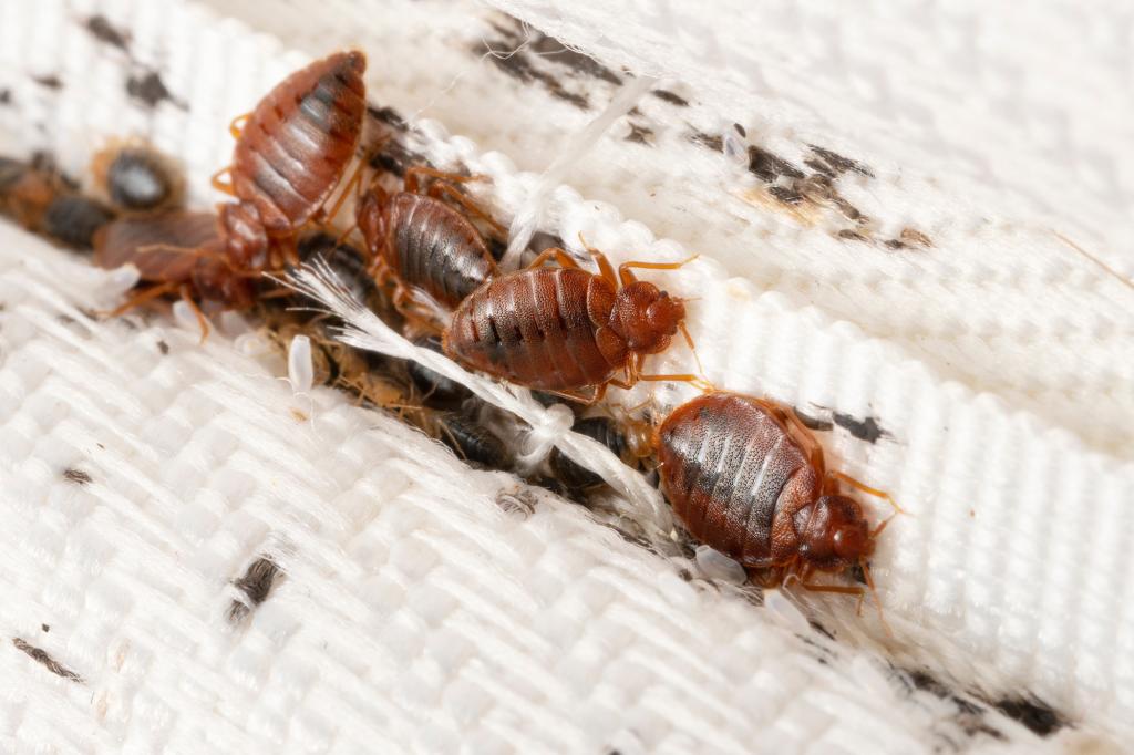 Featured image for "Top Bed Bug Infested Cities in the U.S.: A Look at the Worst Hotspots"