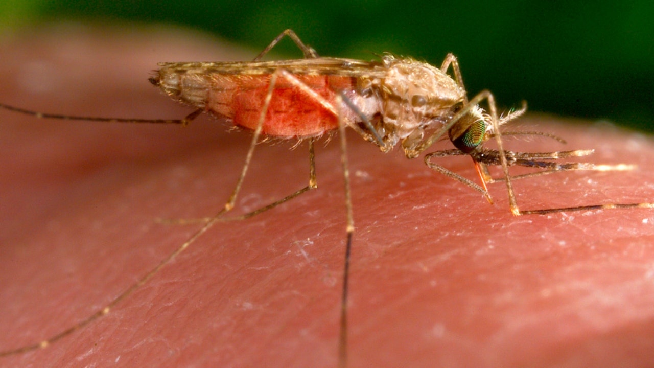 CDC: Unexplained Fever? Malaria Possible, Regardless of Travel History