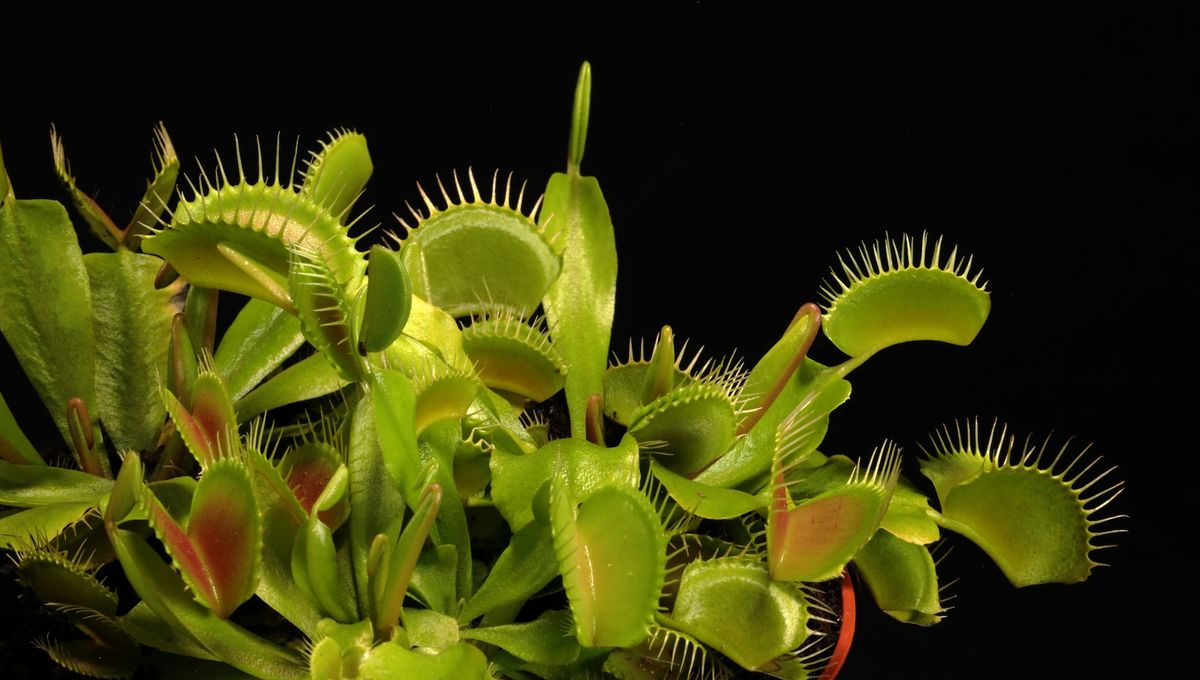 Featured image for Carnivorous Plant's Potential to Consume Humans Raises Concerns