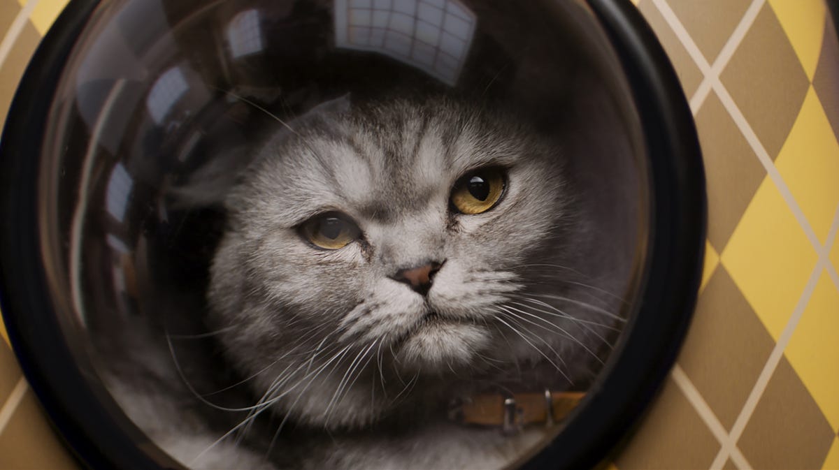 Featured image for "Taylor Swift-inspired Cat Breaks Mold in 'Argylle' Spy Comedy"