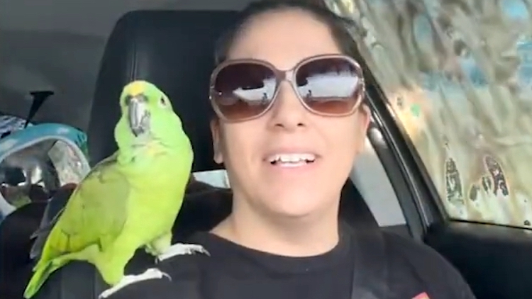 Featured image for Fearless Parrot Takes a Relaxing Ride Through the Car Wash