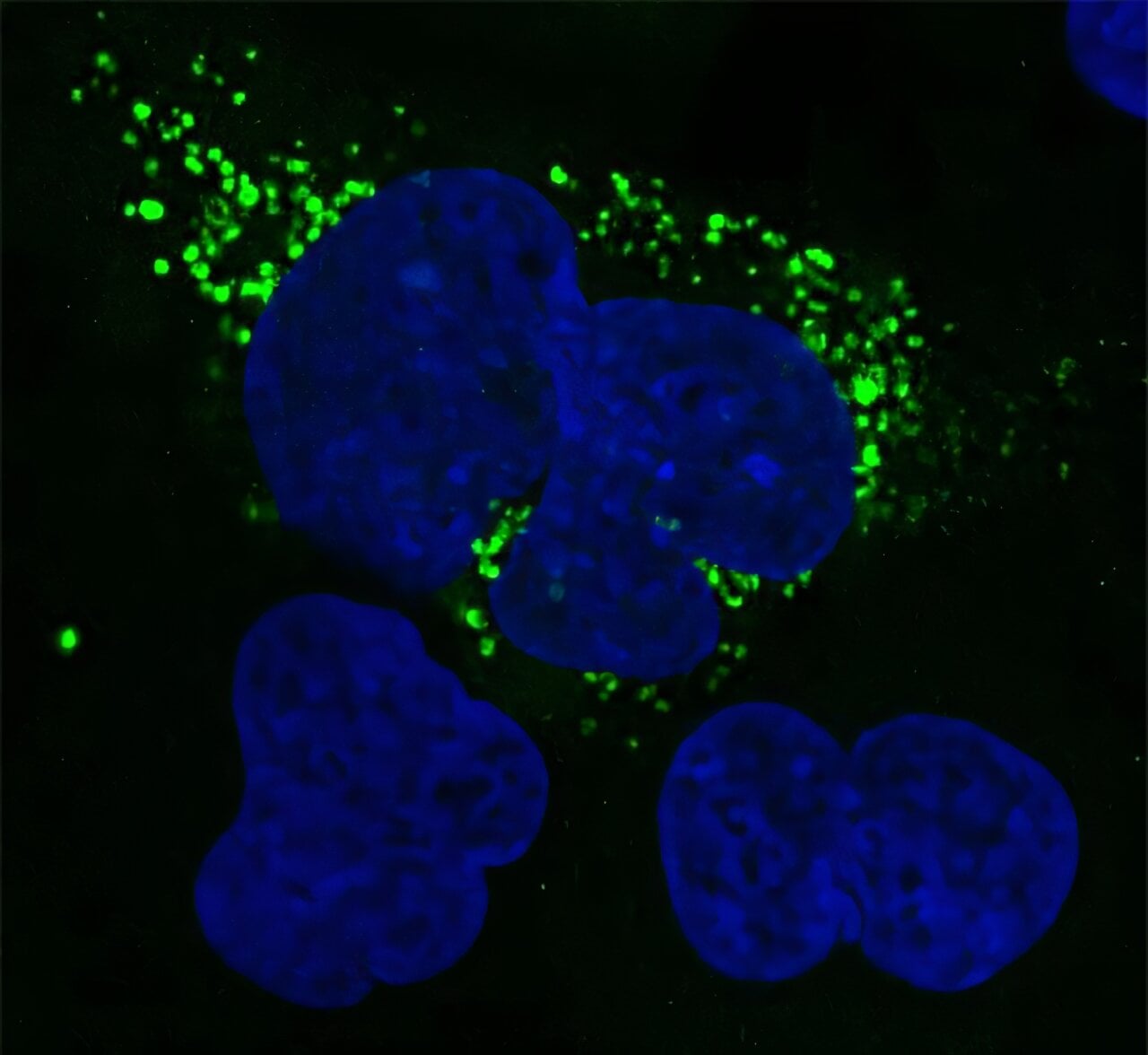 Featured image for AI Tool ShortStop Unveils Hidden Microproteins in Human Genome
