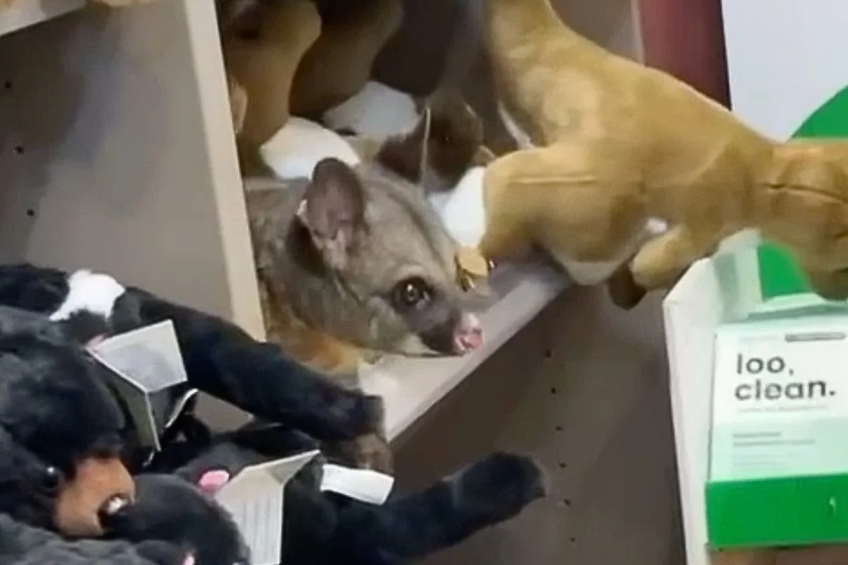 Possum Pays a Surprise Visit to Hobart Airport Gift Shop