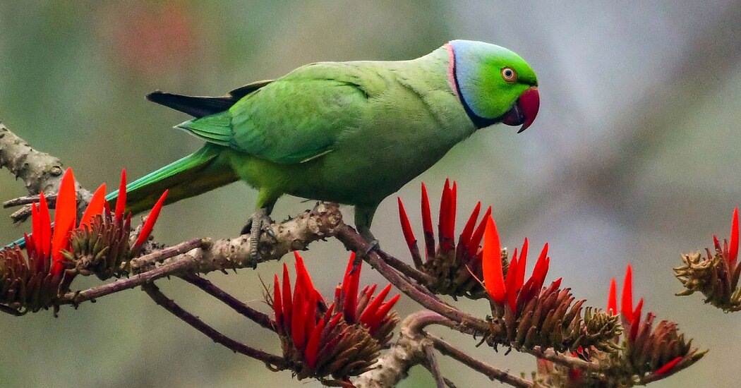 Featured image for "Dinosaur-Killing Asteroid: Catalyst for Bird Evolution?"