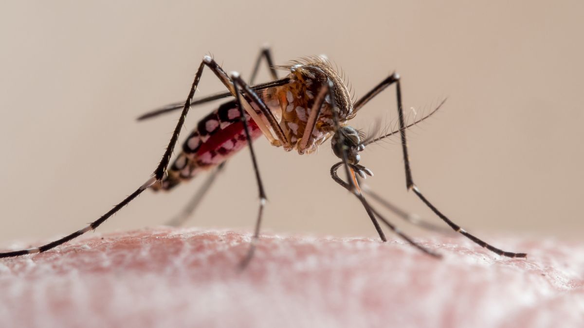The deadliest animal on the planet.