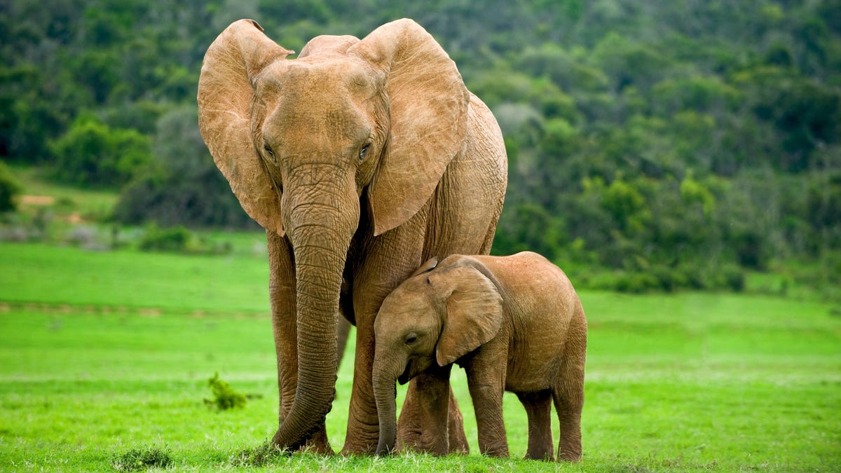 Did Elephants Self-Domesticate? Scientists Weigh In.