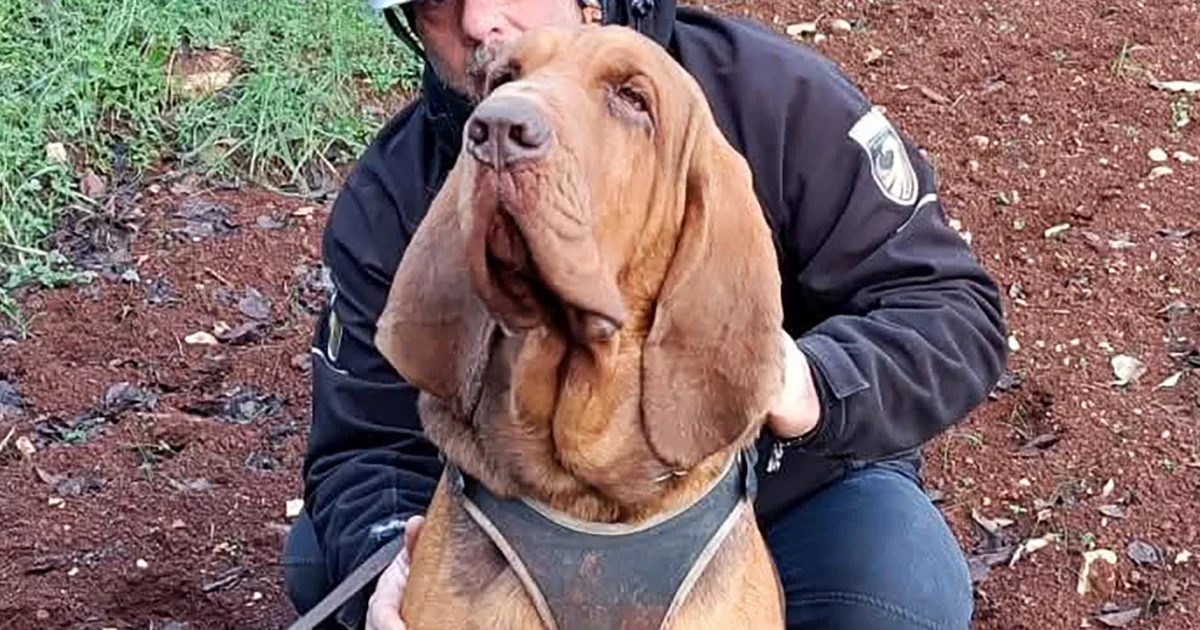 Italy mourns police bloodhound killed by nail-laced food