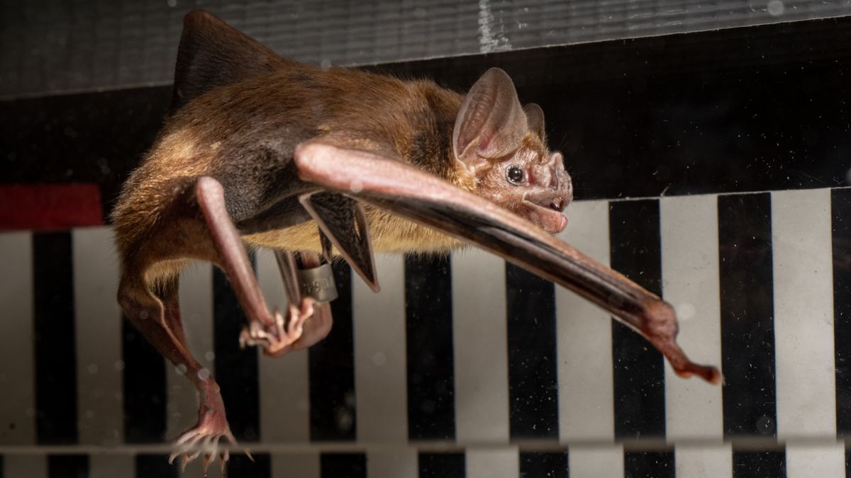 Featured image for Vampire Bats' Unique Energy Source Unveiled by Treadmill Tests