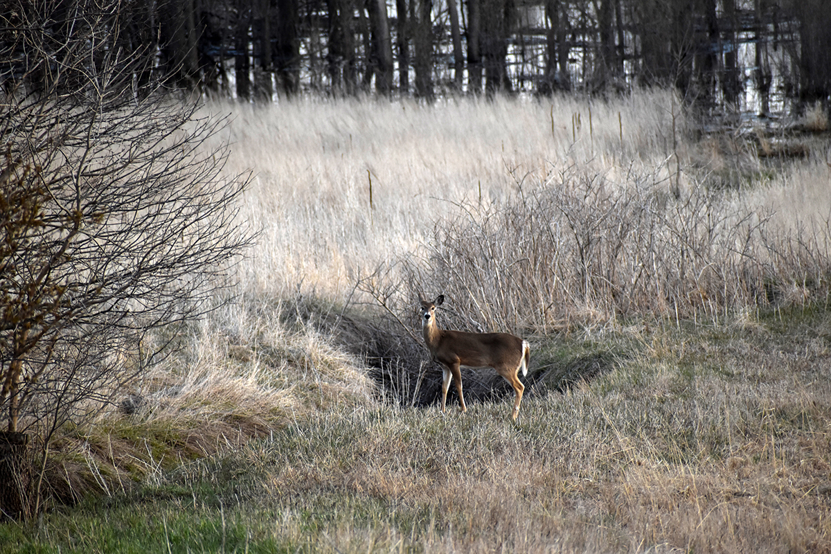 The Growing Threat of Chronic Wasting Disease in US Wildlife