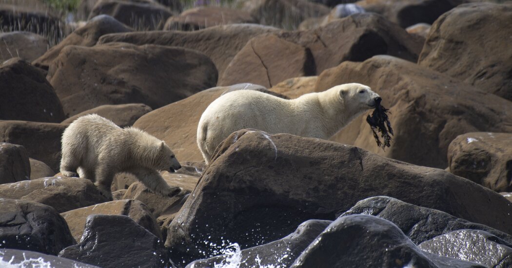 "Polar Bear Survival: Insights from Collar Camera Footage"