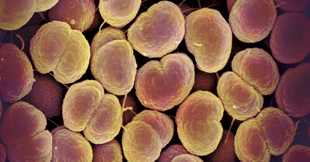 Featured image for US Sees Decline in New Syphilis and Gonorrhea Cases