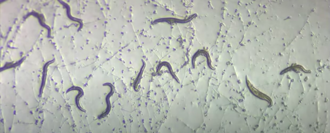 Featured image for "Unveiling the Genetic Secrets of a Carnivorous Fungus's Deadly Traps"