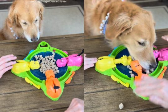 Dog Owners Play Hungry Hippo with Golden Retriever