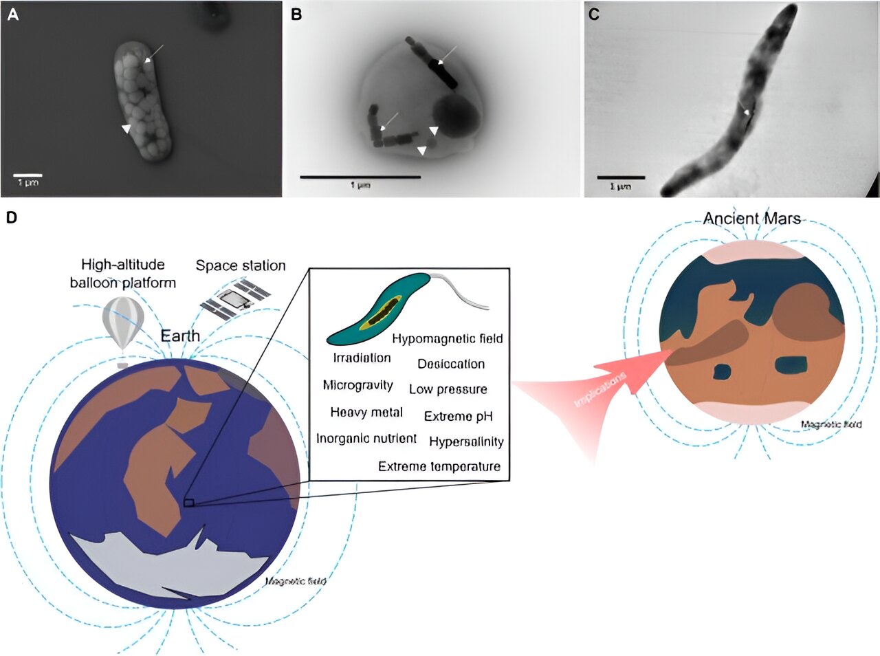 "Magnetotactic Bacteria: A Key Player in Astrobiology's Renaissance"