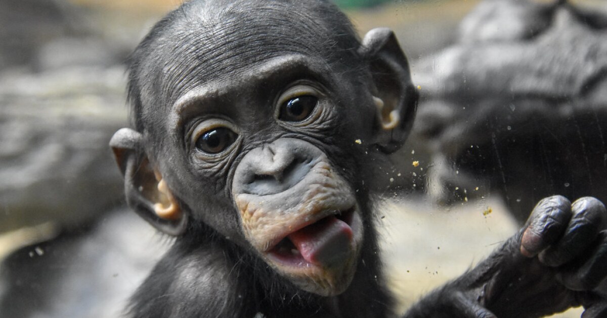 Featured image for Tragic Loss: Cincinnati Zoo's Young Bonobo Succumbs to Respiratory Illness