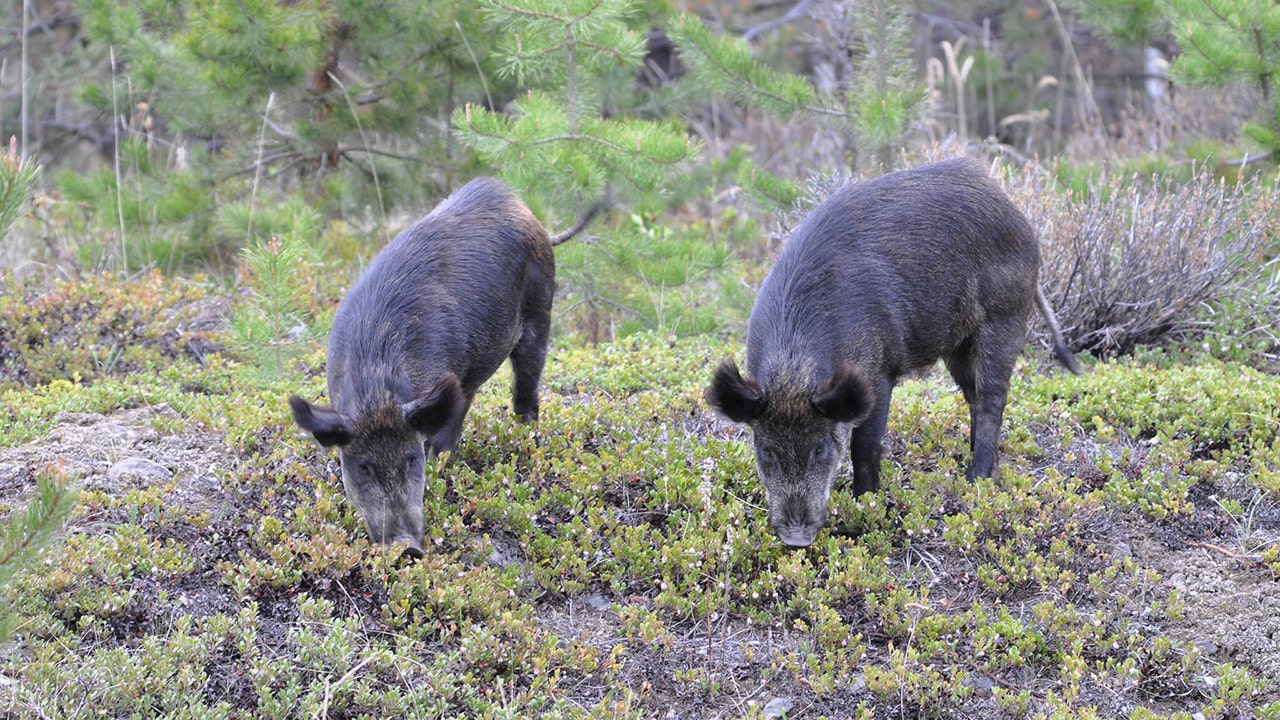 "Warning: Potential Surge of Hybrid Feral Pigs Threatens Western Canada After Wildfires"