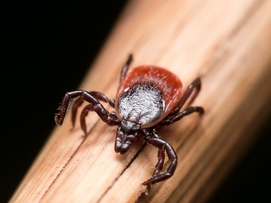 Tickborne Illness Claims First Life in Maryland: Powassan Virus Death Reported