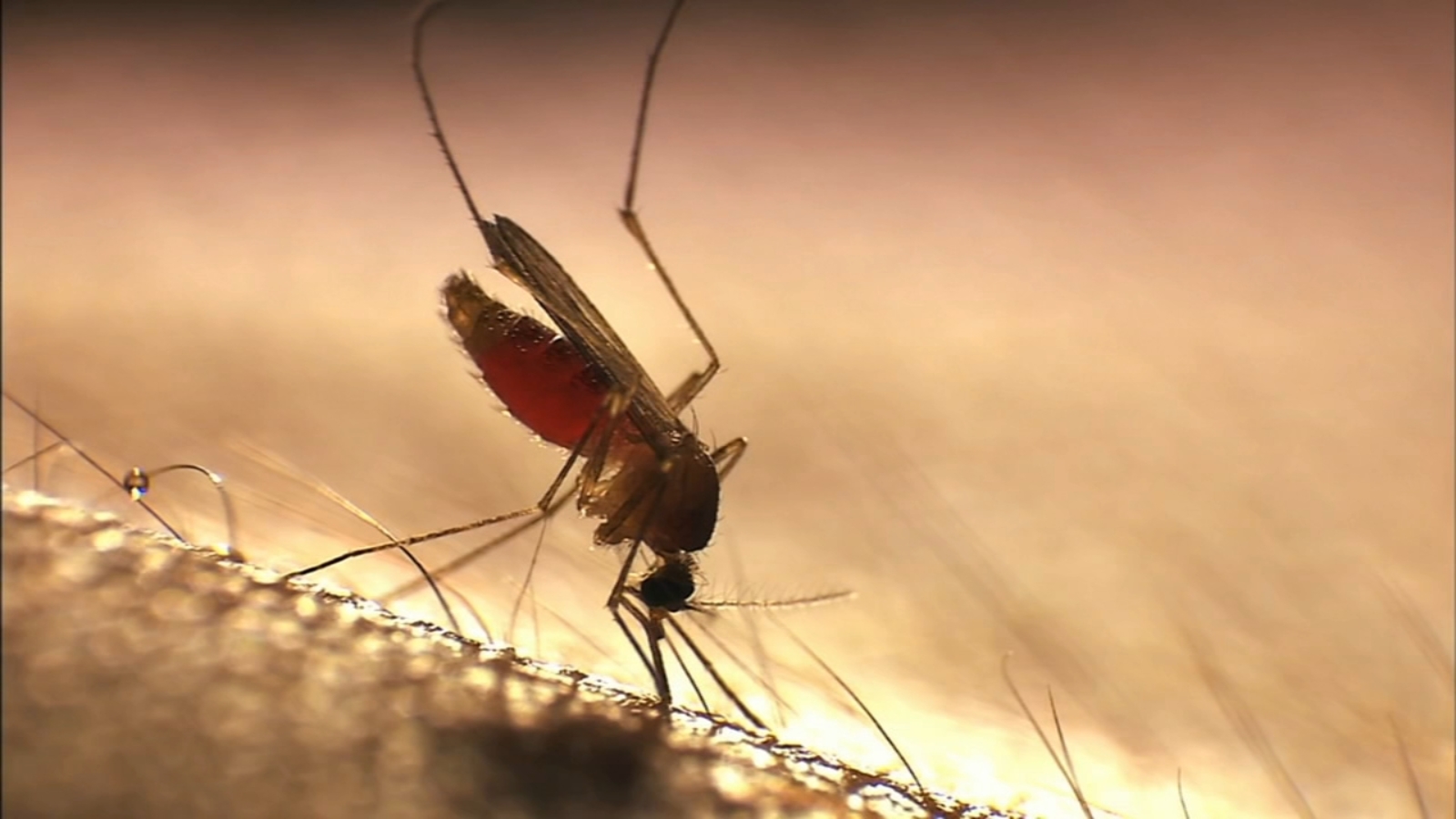 Featured image for Top Insect Repellents and Mosquito Control Gear of 2023.