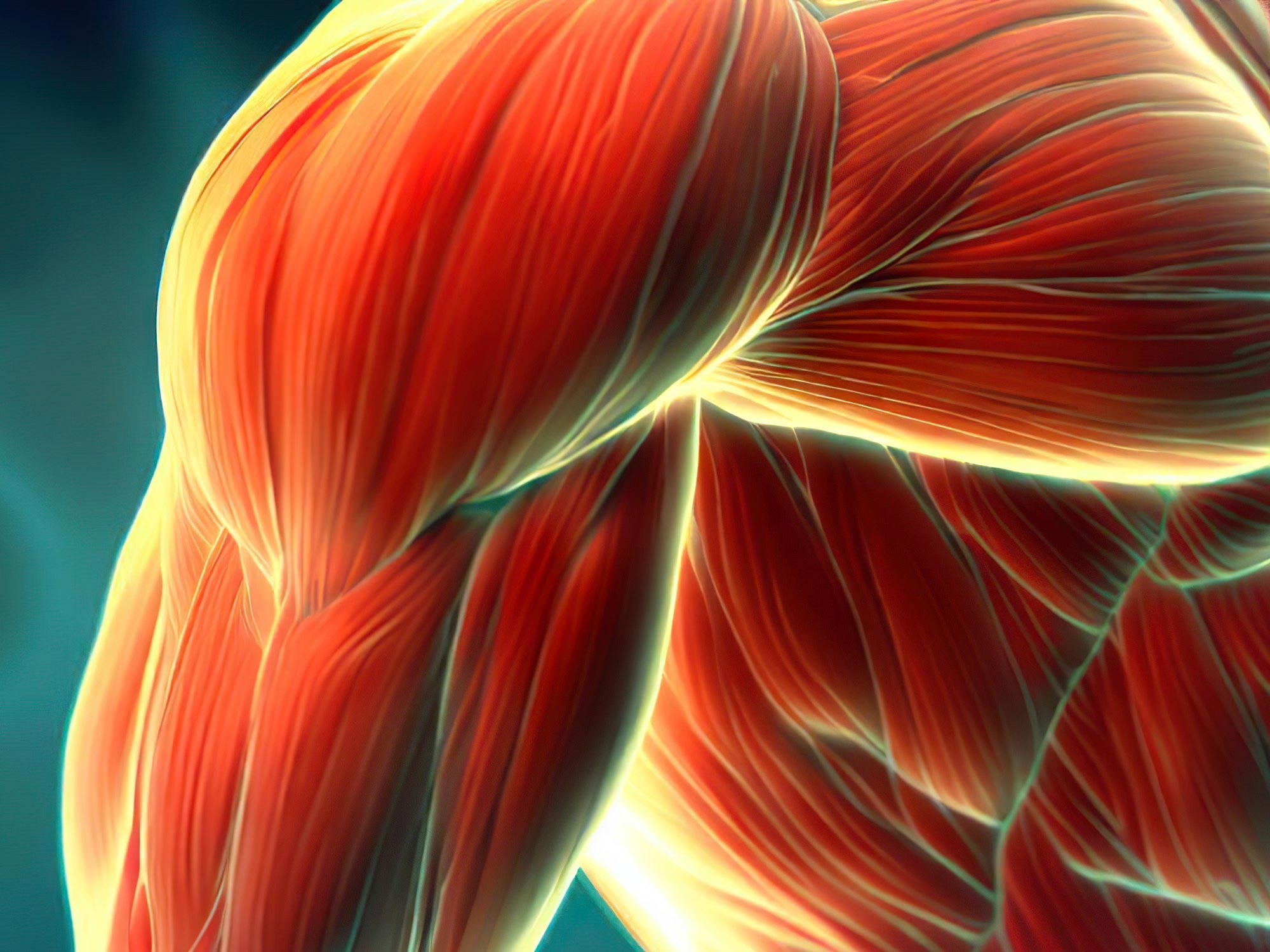 Breakthrough Protein Found to Halt Muscle Degeneration