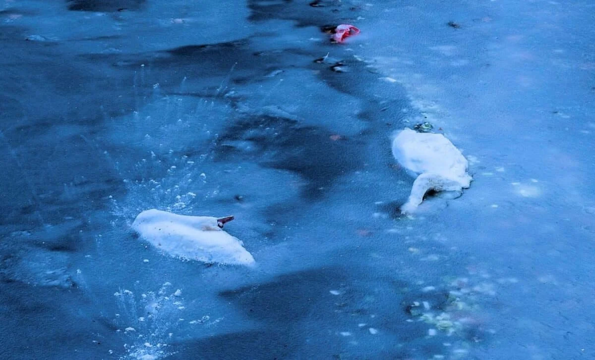 Frozen Birds, Hidden Virus: Why Saving Them Can Be Harmful