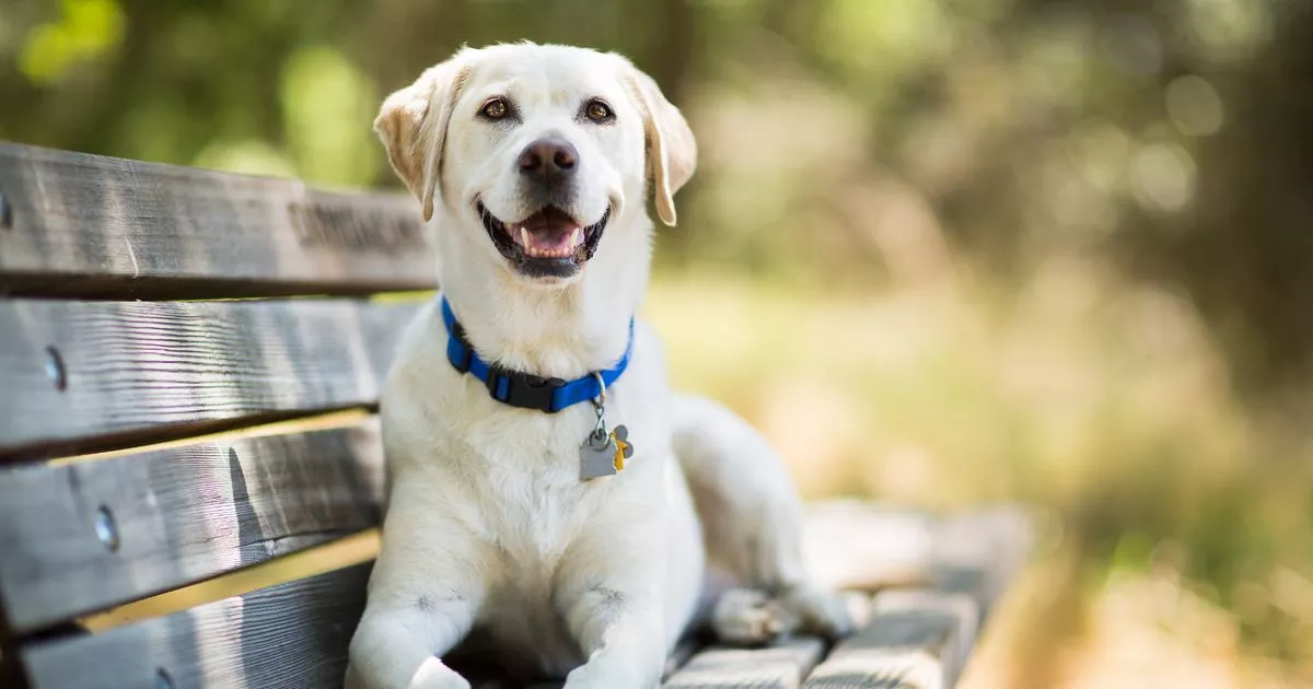 "Dog Mum Excluded from Mother's Day Meal, Devastated"