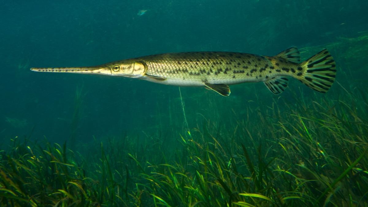 Featured image for "Unlocking Longevity Secrets: Studying Ancient Gars, Earth's Primitive 'Living Fossils'"