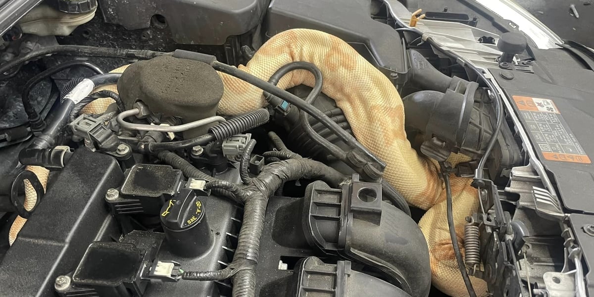 Featured image for Rare Albino Boa Constrictor Found Coiled Under Car Hood at Myrtle Beach Dealership