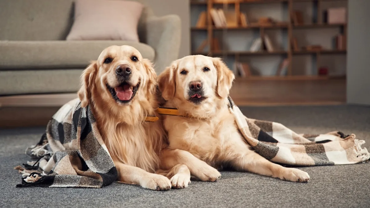 Golden Retriever's First Sleepover with Friend Is Adorable