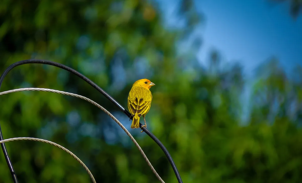 Featured image for "Prioritizing Mindset Over Skill Set in Hiring"