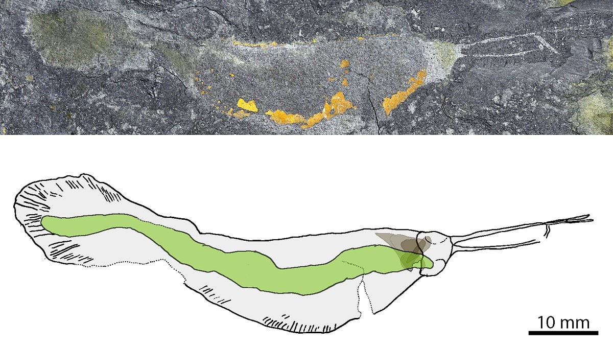 Featured image for "Half-Billion-Year-Old 'Terror Beast' Worm Fossils Unveiled in Greenland"