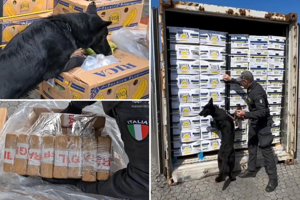 Featured image for Italian police dog uncovers 3 tons of cocaine in banana cargo.