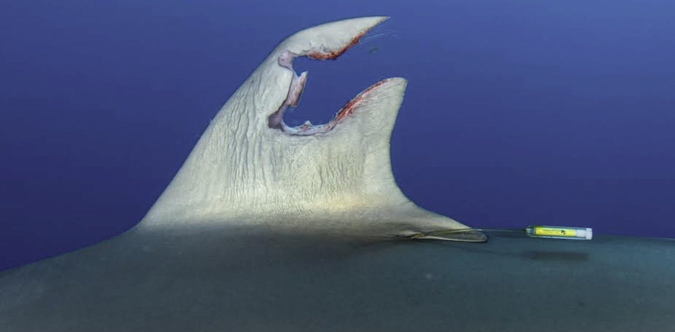 Featured image for "Silky Shark's Astonishing Fin Regeneration Stuns Scientists"