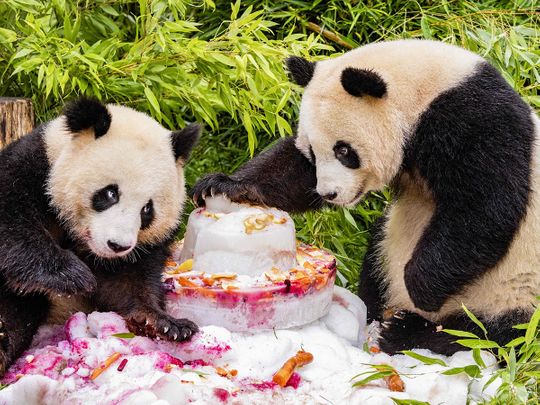 Germany-born pandas celebrate 4th birthday before journey to China