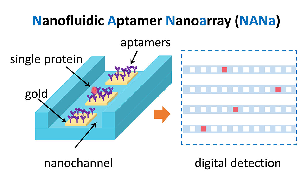 Featured image for Nanofluidic Aptamer Nanoarray Enables Precision Protein Measurement.
