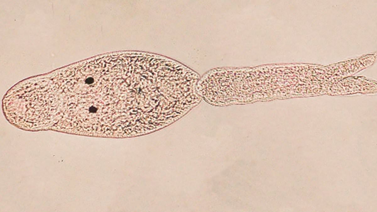 Featured image for "Deadly Dog-Killing Parasite Spreading in U.S. West: California's First Case"