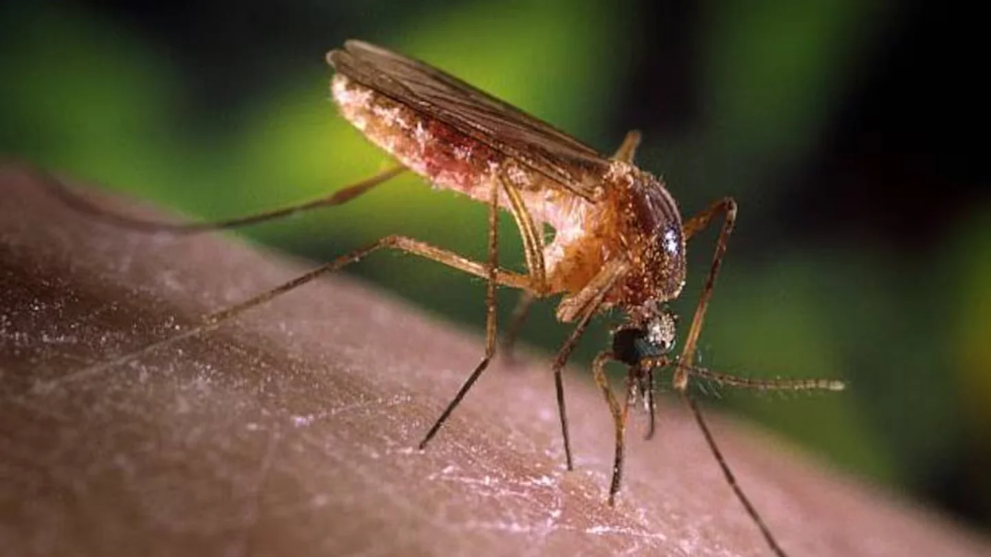 Featured image for Ohio Tops Nation in Cases of Mosquito-Borne Virus