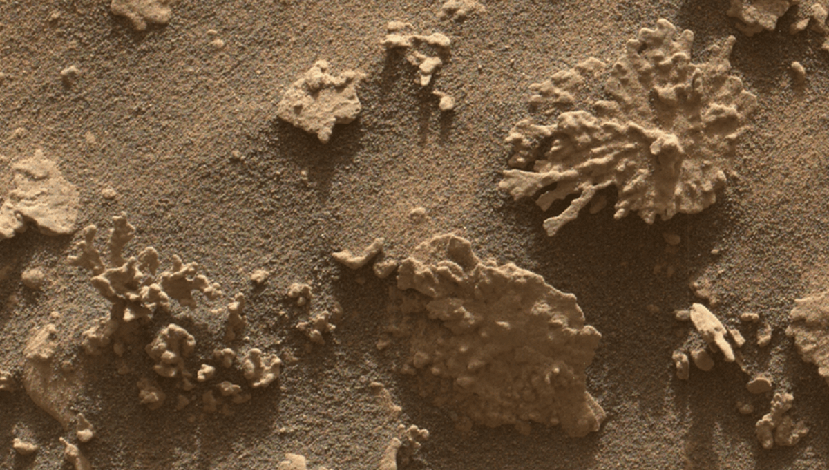 Featured image for NASA's Curiosity Discovers 'Coral' Rock on Mars Indicating Ancient Water