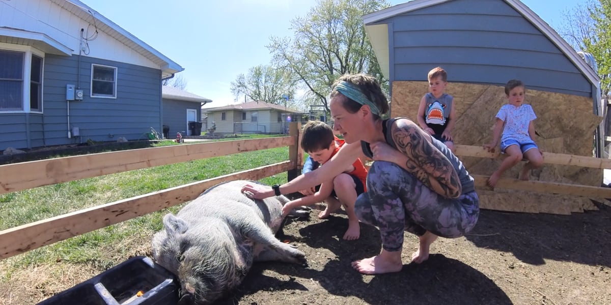 Featured image for Anonymous complaint puts Newton boy's pot-bellied pig in jeopardy.