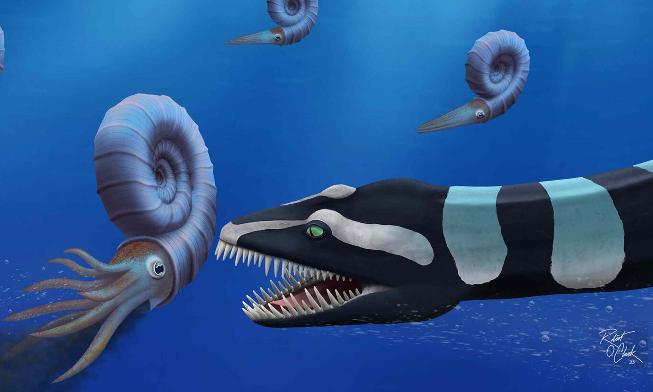 Featured image for Newly Discovered Rare Marine Reptile Reveals Predatory Species