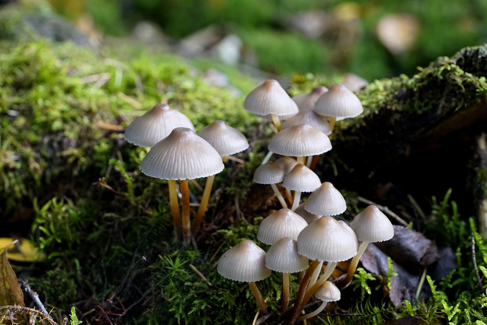 Featured image for Fungal Evolution: Mycena's Invasion and Climate Change Survival