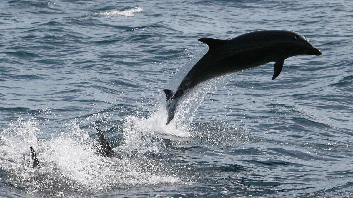 Russia trains combat dolphins for Ukraine war, UK officials say.