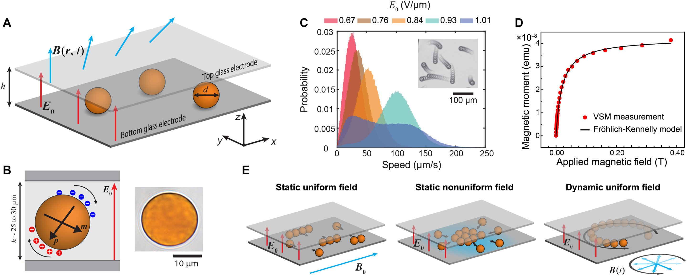 Featured image for Unveiling the Magnetic Forces and Torques Guiding Active Particle Dynamics with Quincke Rollers